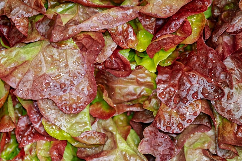 Fairy Tale Salad